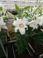 [5272 Siberia POF No01.JPG]